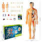 🧑‍🎄🎁 Großartiges Geschenk für Kinder 🧑‍⚕️ Klares Modell der menschlichen Körperstruktur