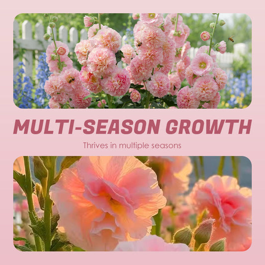 🌸Mehrjährig blühende Stockrosensamen🌸